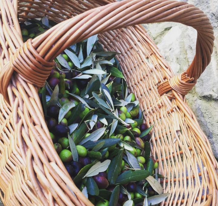 pasquini-cesto-olive